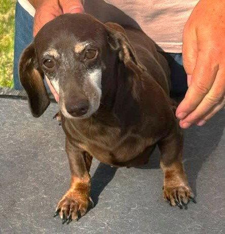 Vera's Olivetta TX, Adopted, Adult Female Dachshund.