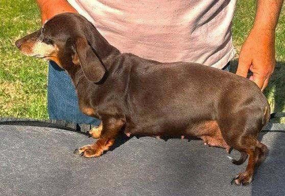 Enlarge Vera's Olivetta TX, a Adopted Dachshund in Boonton, NJ image 2/3
