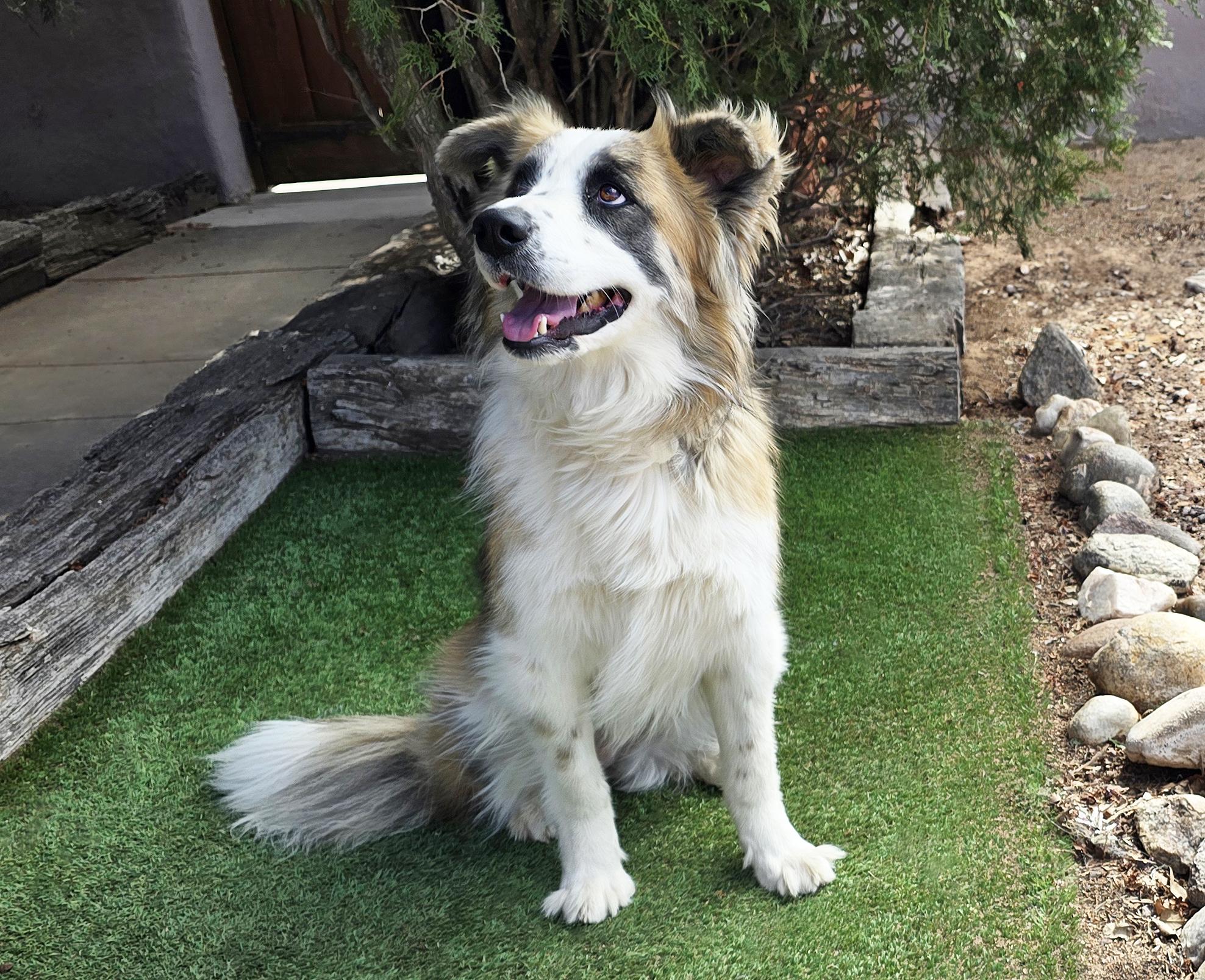 Enlarge Notable Ms Natalie ~ Exquisite Aussie !, a Adoptable Australian Shepherd in Albuquerque, NM image 4/4