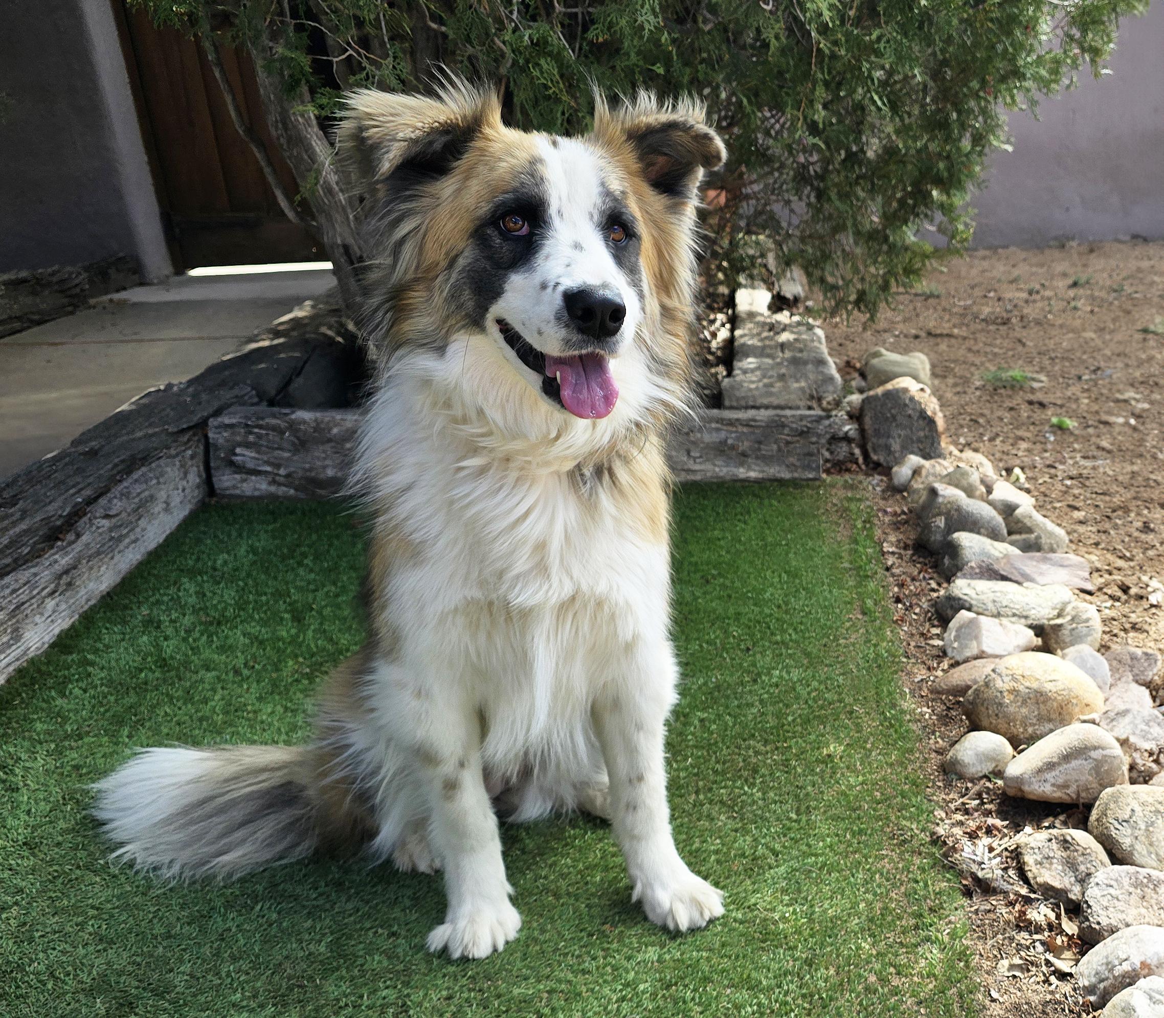 Enlarge Notable Ms Natalie ~ Exquisite Aussie !, a Adoptable Australian Shepherd in Albuquerque, NM image 3/4