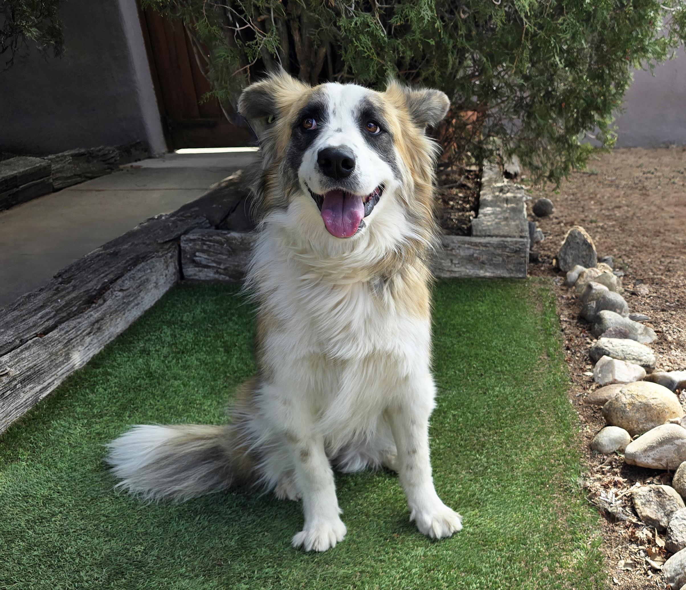 Enlarge Notable Ms Natalie ~ Exquisite Aussie !, a Adoptable Australian Shepherd in Albuquerque, NM image 2/4