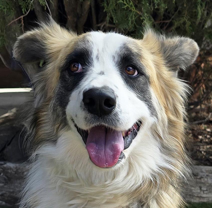 Notable Ms Natalie ~ Exquisite Aussie !, Adoptable, Young Female Australian Shepherd.