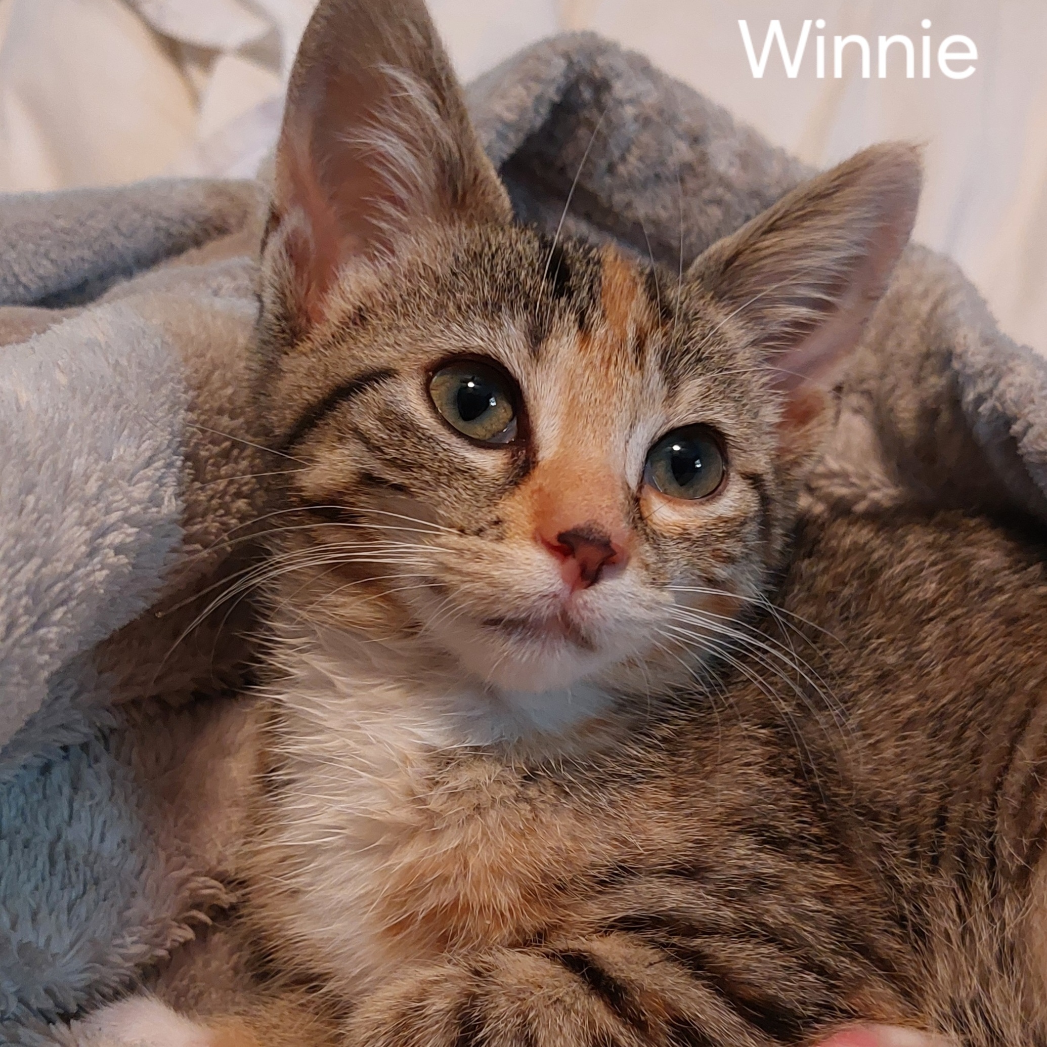 Cat for adoption Winnie, an American Shorthair in Wheeling, IL