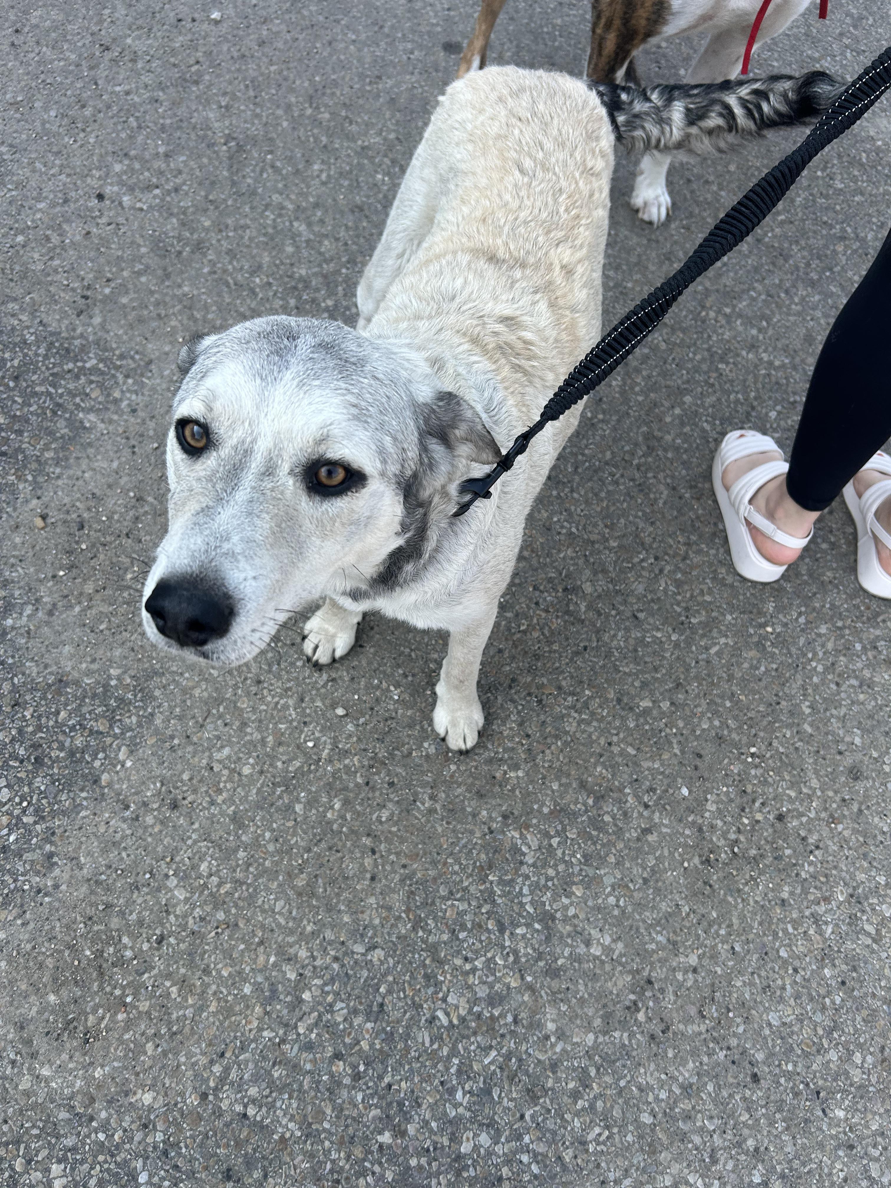 Mumu, an adoptable Husky in Edmonton, AB, T5Y 3N6 | Photo Image 2