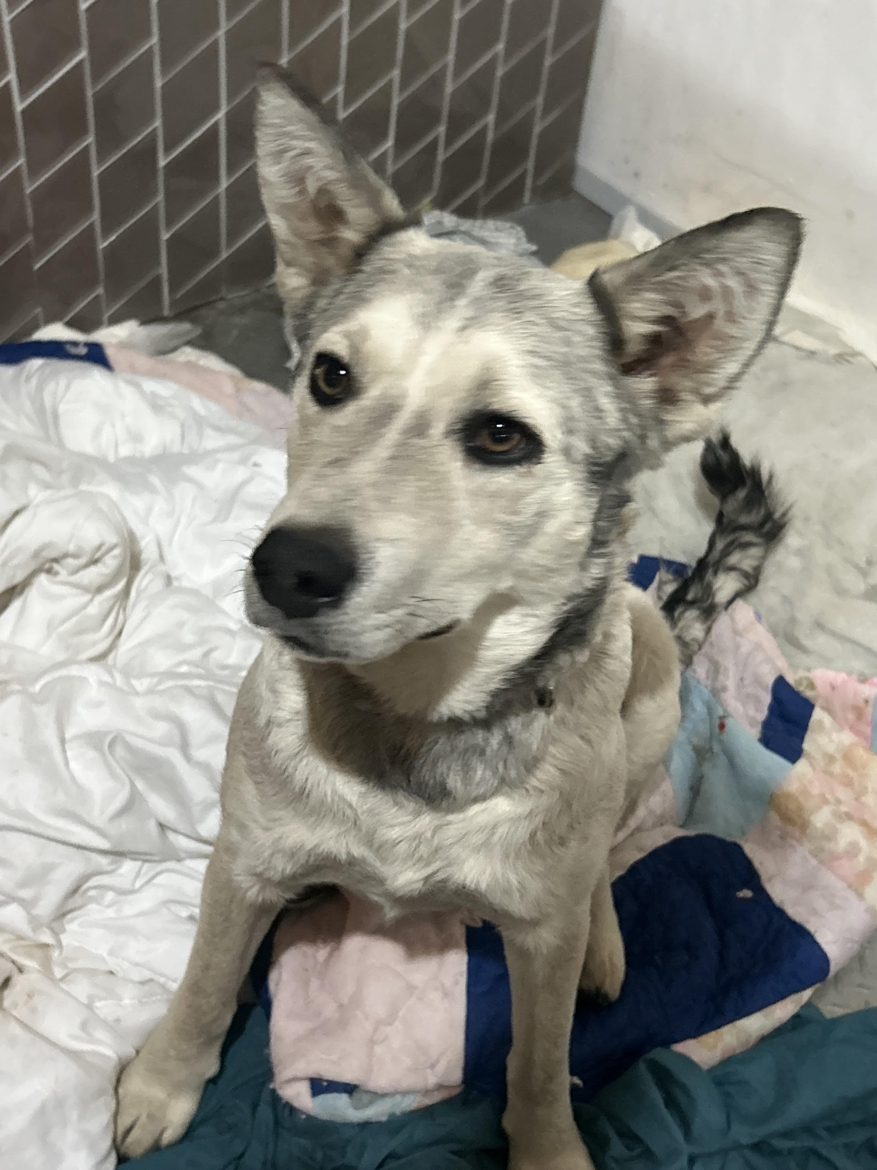 Mumu, an adoptable Husky in Edmonton, AB, T5Y 3N6 | Photo Image 5