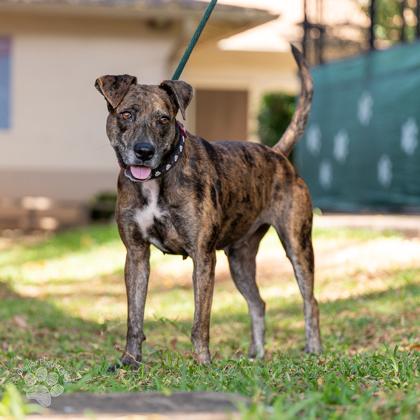 Lizzie, Adoptable, Adult Female Hound & Mixed Breed.