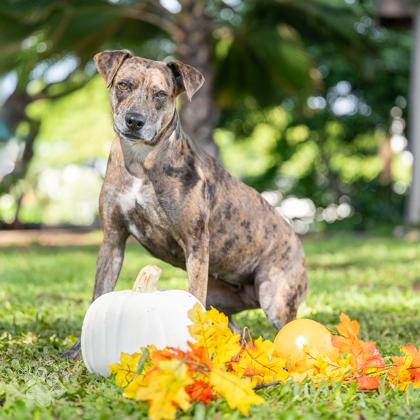 Lizzie, a Adoptable mixed breed in Honolulu, HI image 2/3
