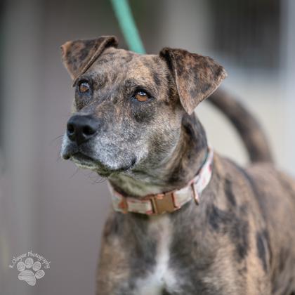 Lizzie, a Adoptable mixed breed in Honolulu, HI image 3/3