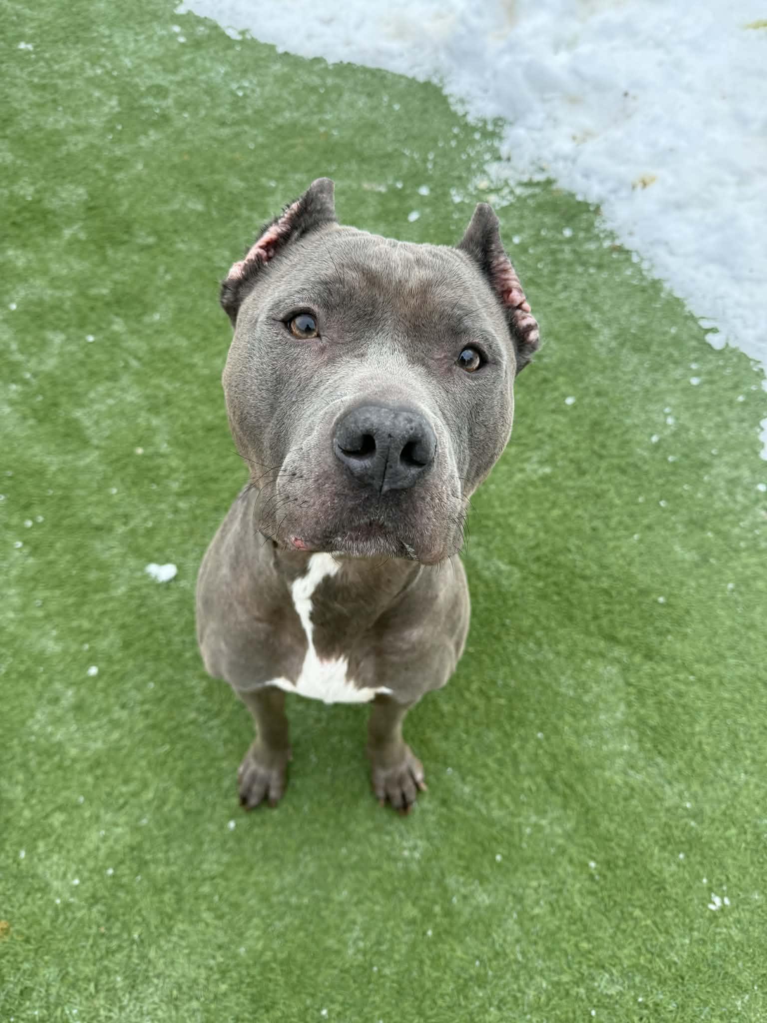 Enlarge Xena, a Adoptable American Staffordshire Terrier in Groton, CT image 4/5