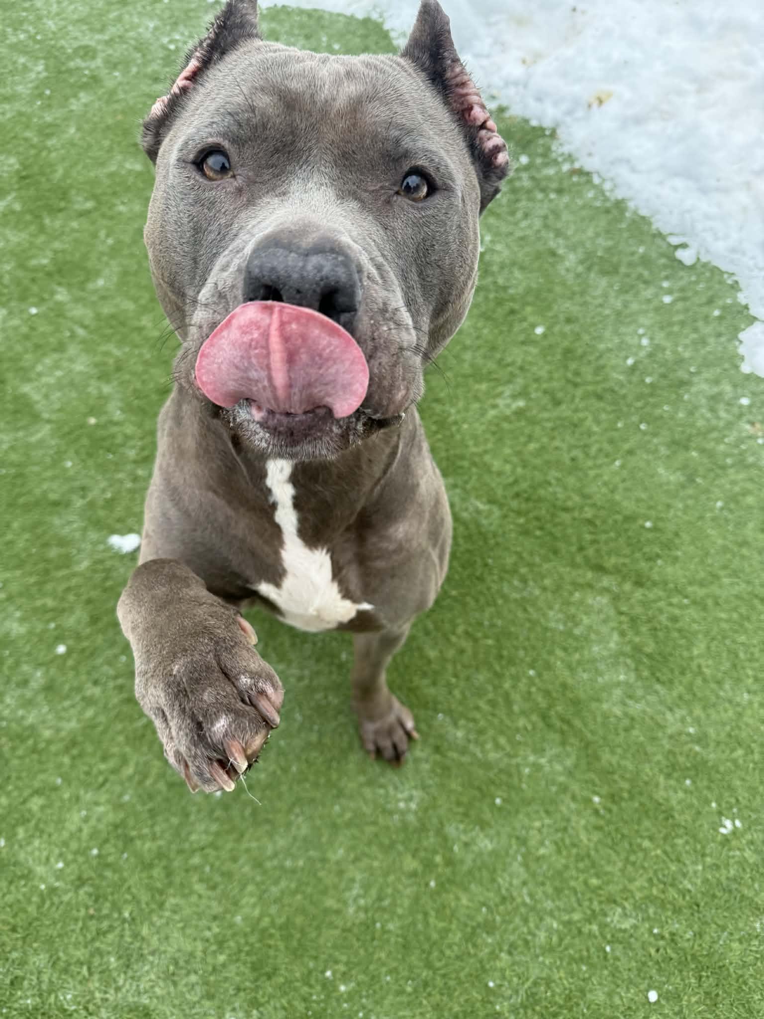 Enlarge Xena, a Adoptable American Staffordshire Terrier in Groton, CT image 2/5