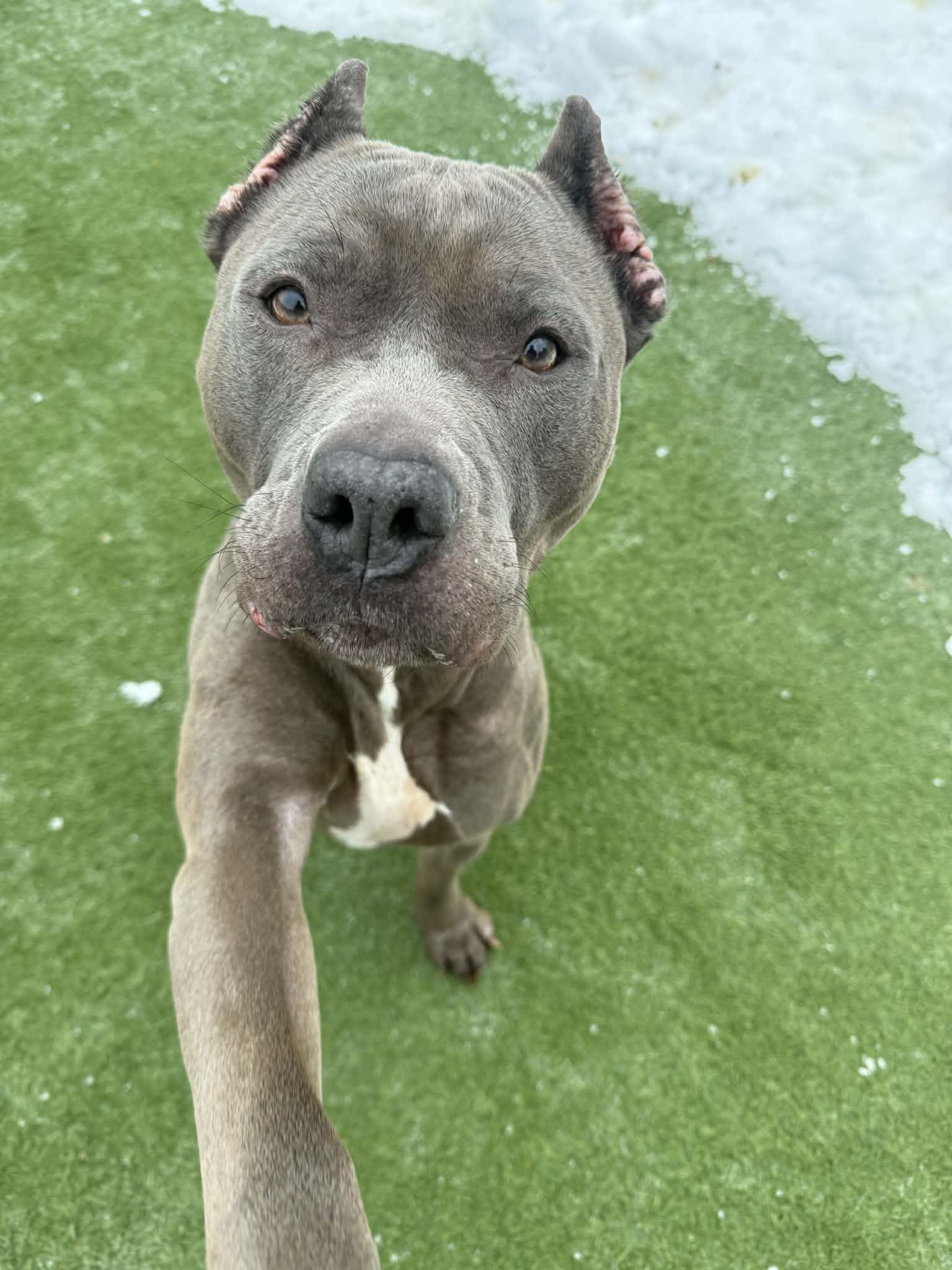 Enlarge Xena, a Adoptable American Staffordshire Terrier in Groton, CT image 3/5