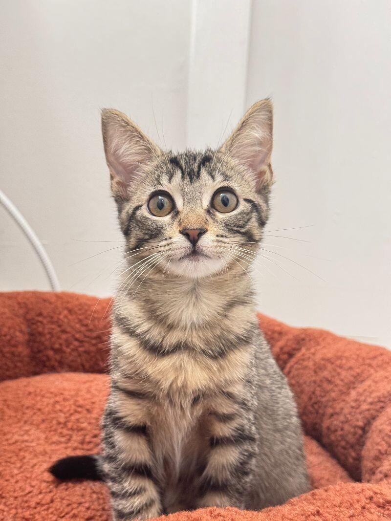 Jenny, Adoptable, Adult Female Domestic Short Hair.