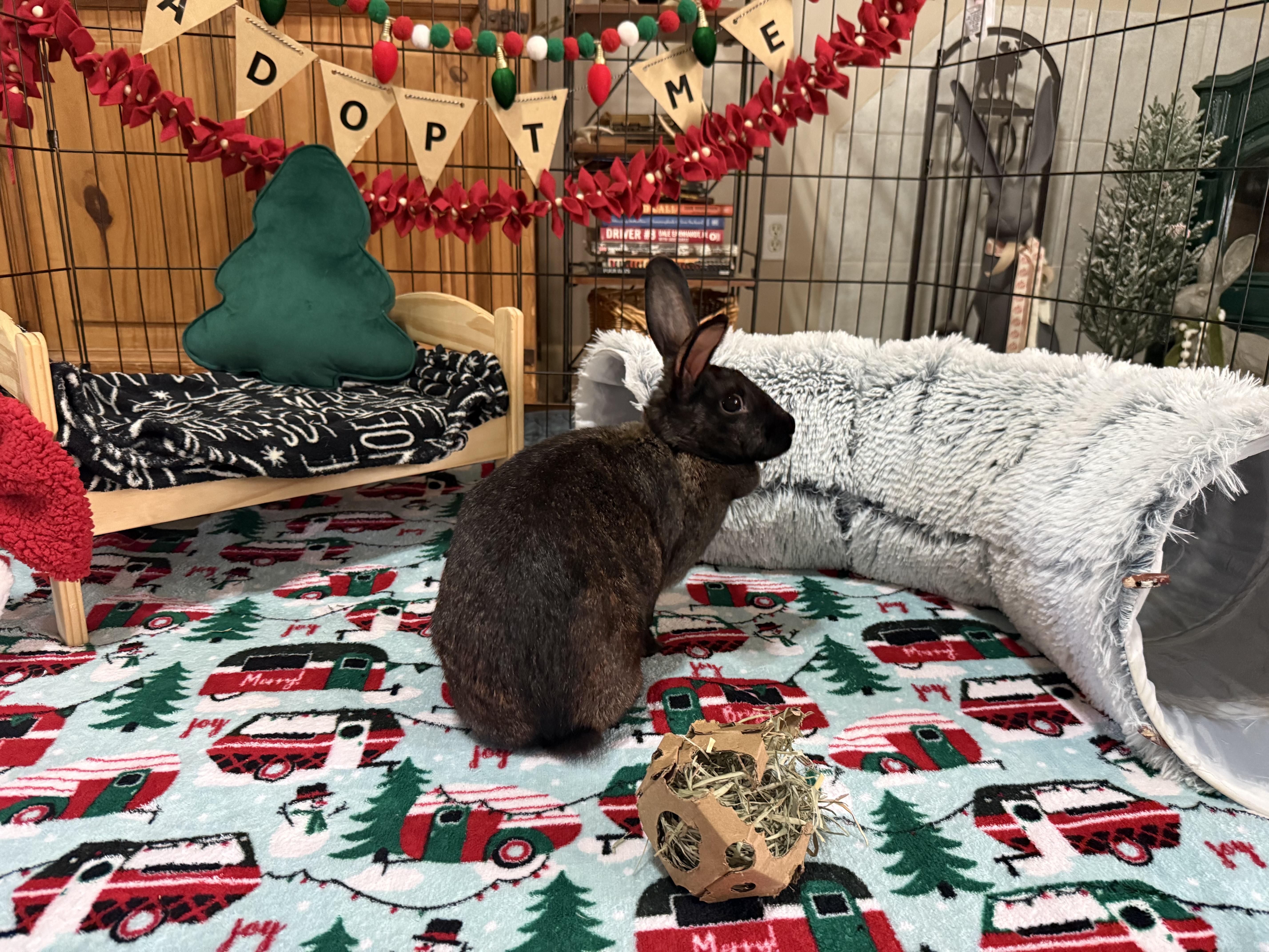 Enlarge Mavis, a ADOPTABLE mixed breed in Little Rock, AR image 1/5