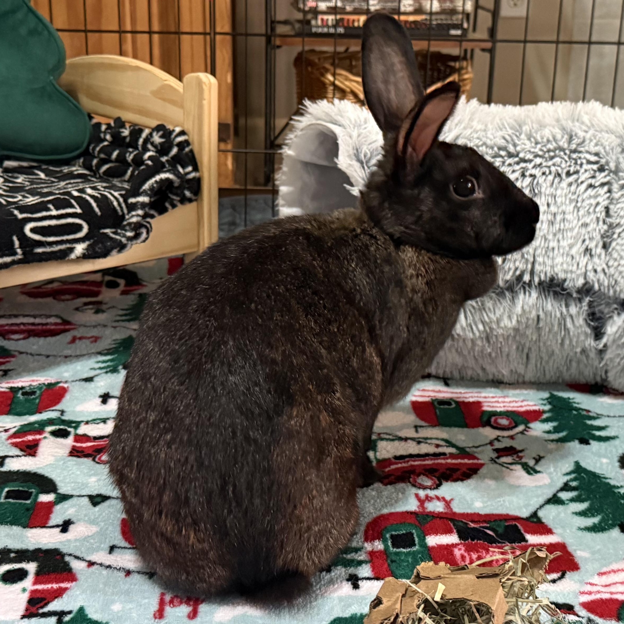 Enlarge Mavis, a ADOPTABLE mixed breed in Little Rock, AR image 4/6