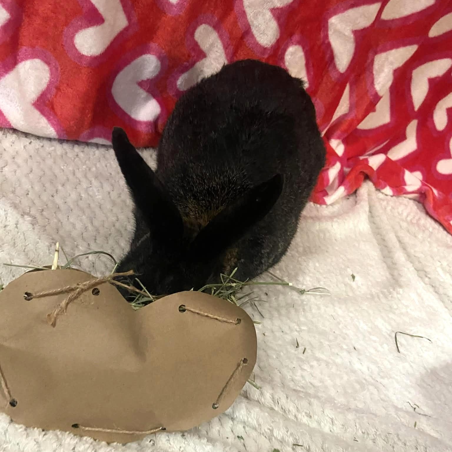 Enlarge Mavis, a ADOPTABLE mixed breed in Little Rock, AR image 2/6