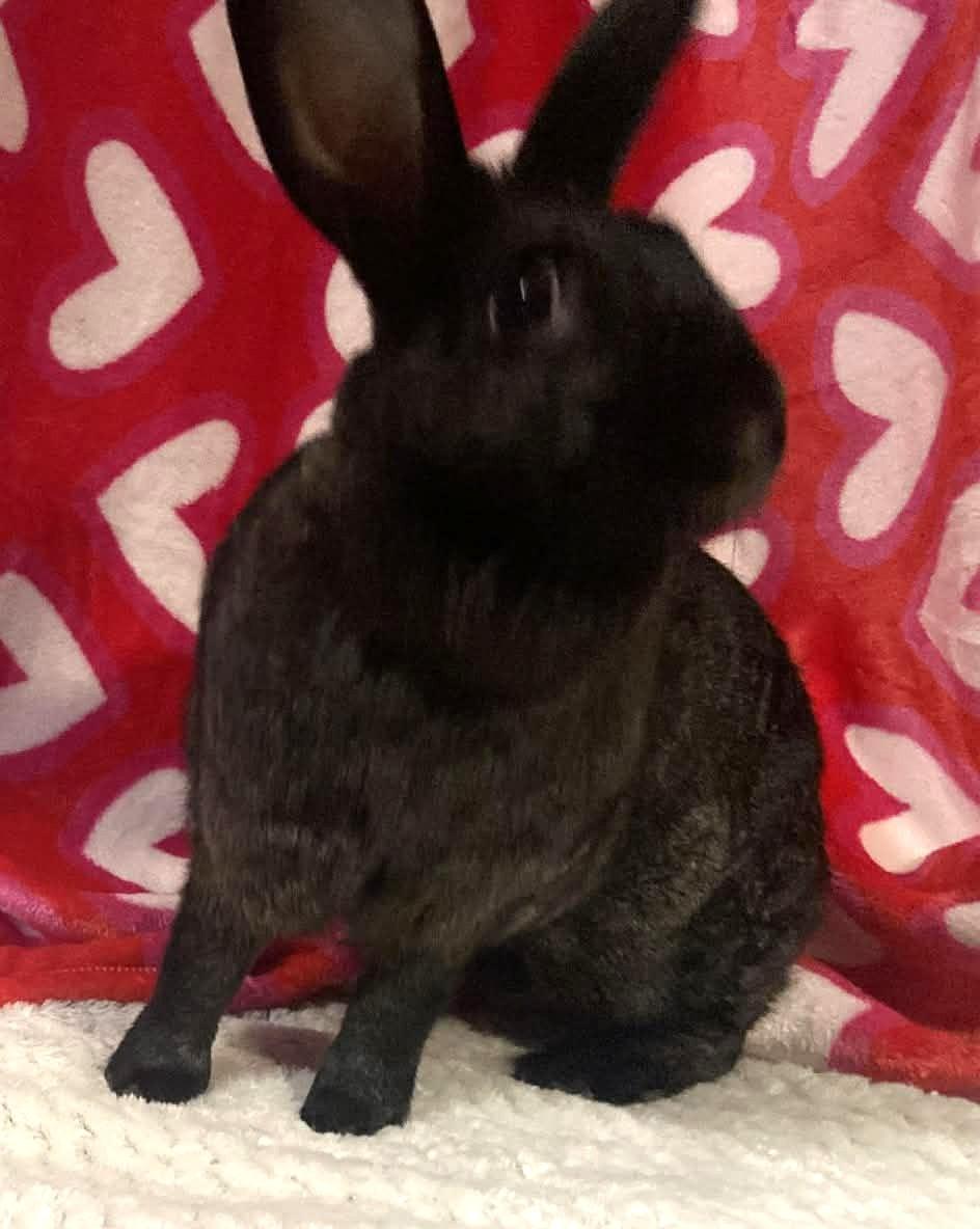 Mavis, ADOPTABLE, Adult Female Havana & New Zealand.