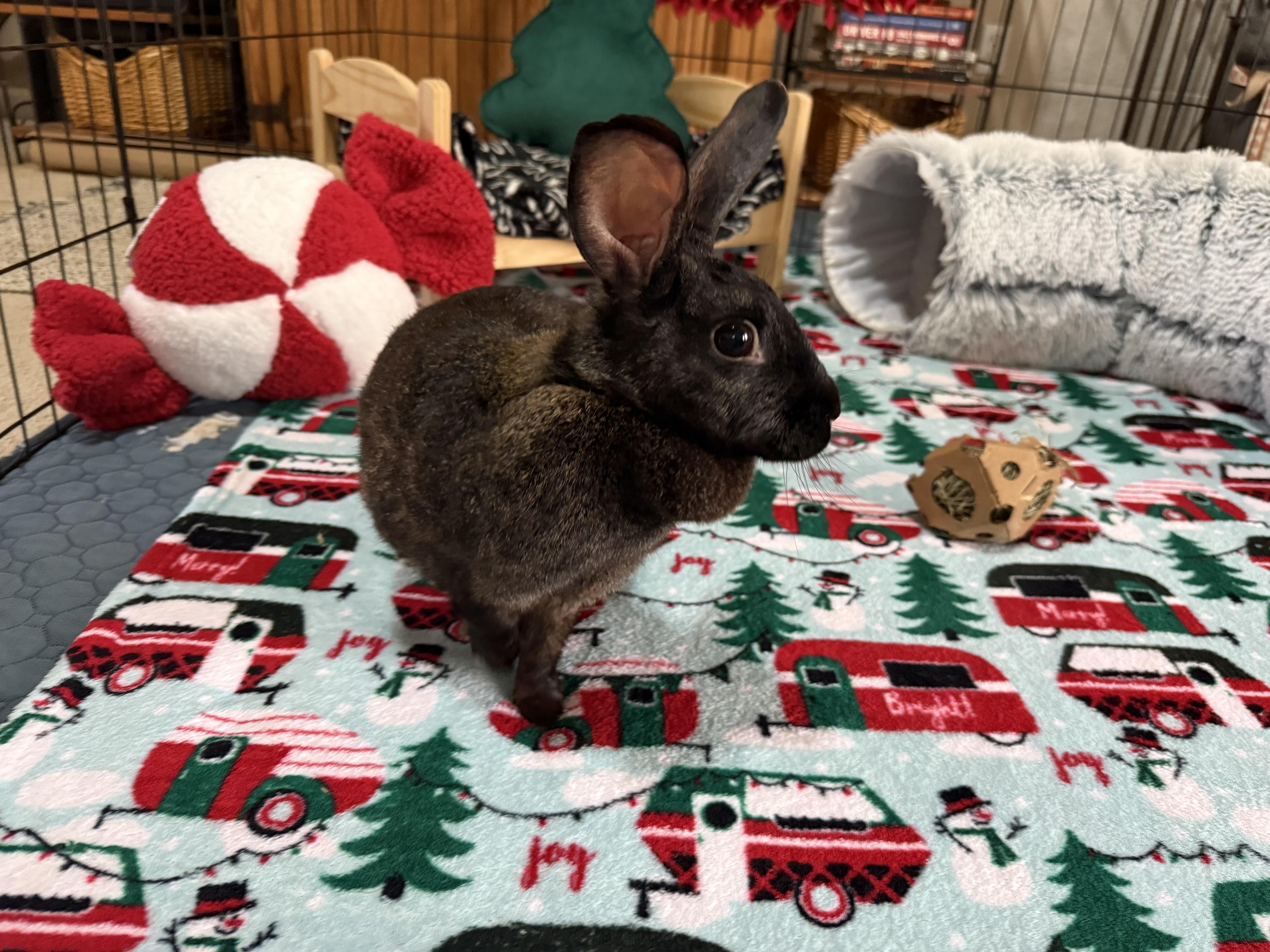 Enlarge Mavis, a ADOPTABLE mixed breed in Little Rock, AR image 5/5