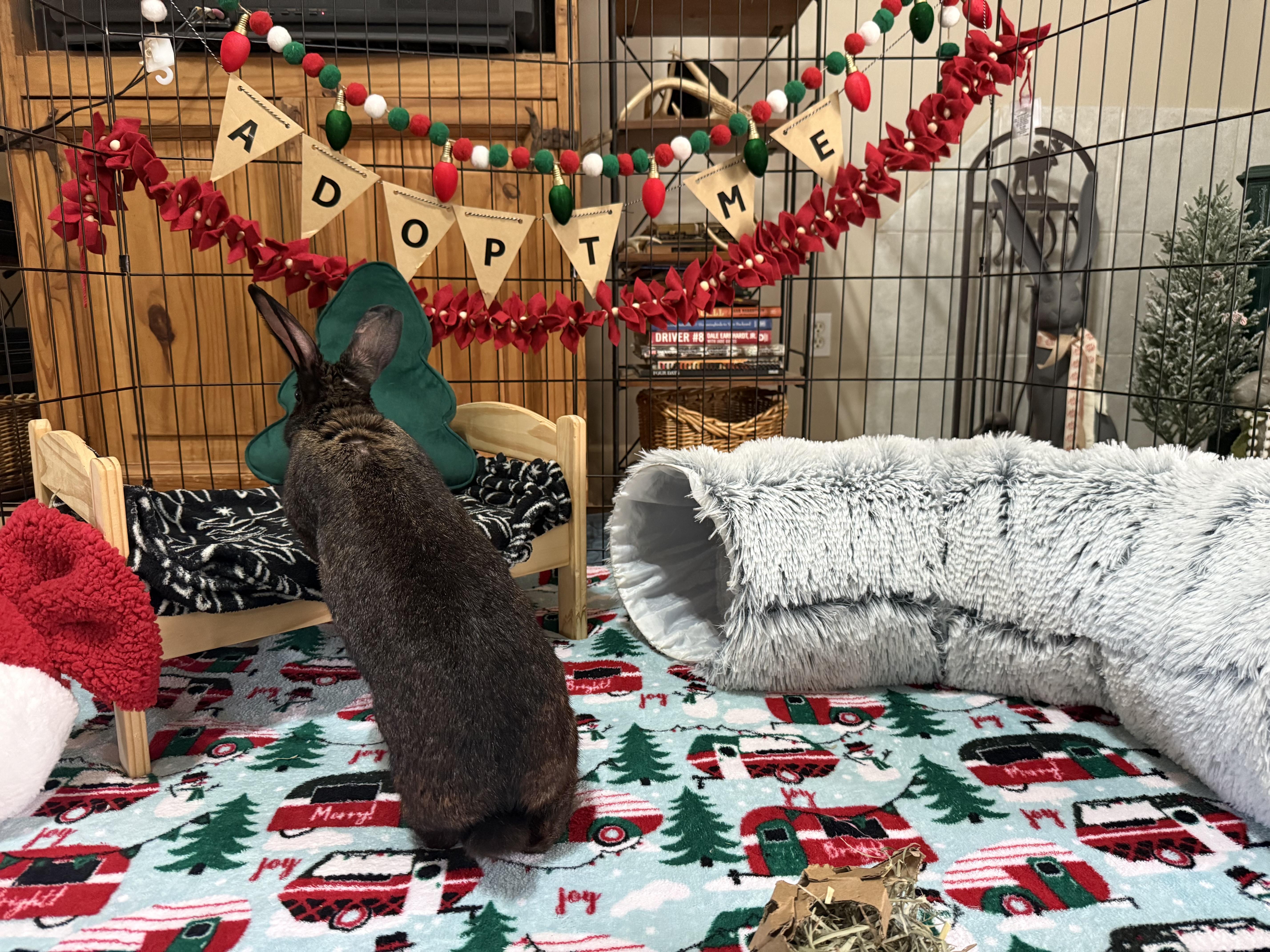 Enlarge Mavis, a ADOPTABLE mixed breed in Little Rock, AR image 4/5