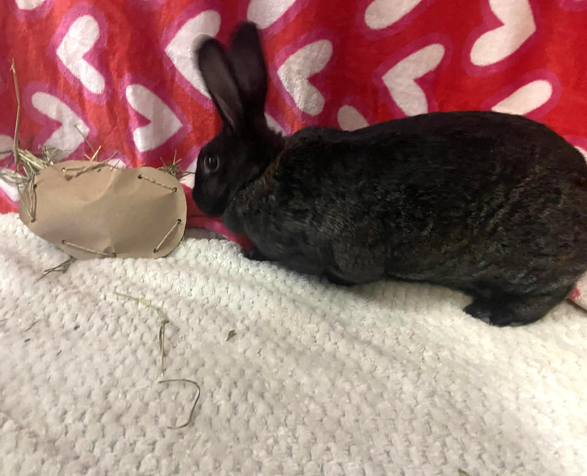 Enlarge Mavis, a ADOPTABLE mixed breed in Little Rock, AR image 3/6