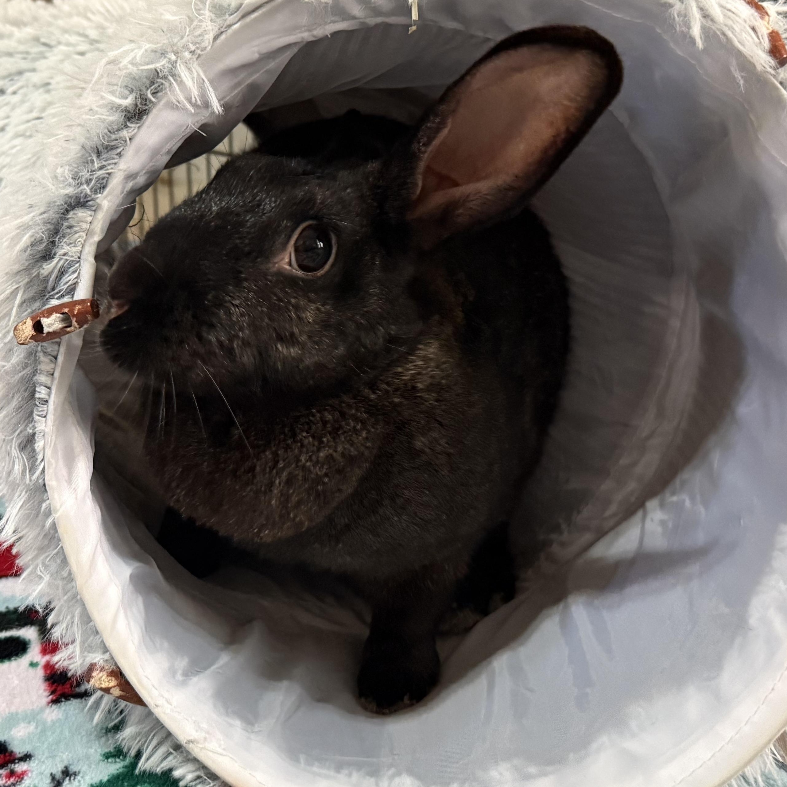 Enlarge Mavis, a ADOPTABLE mixed breed in Little Rock, AR image 5/6