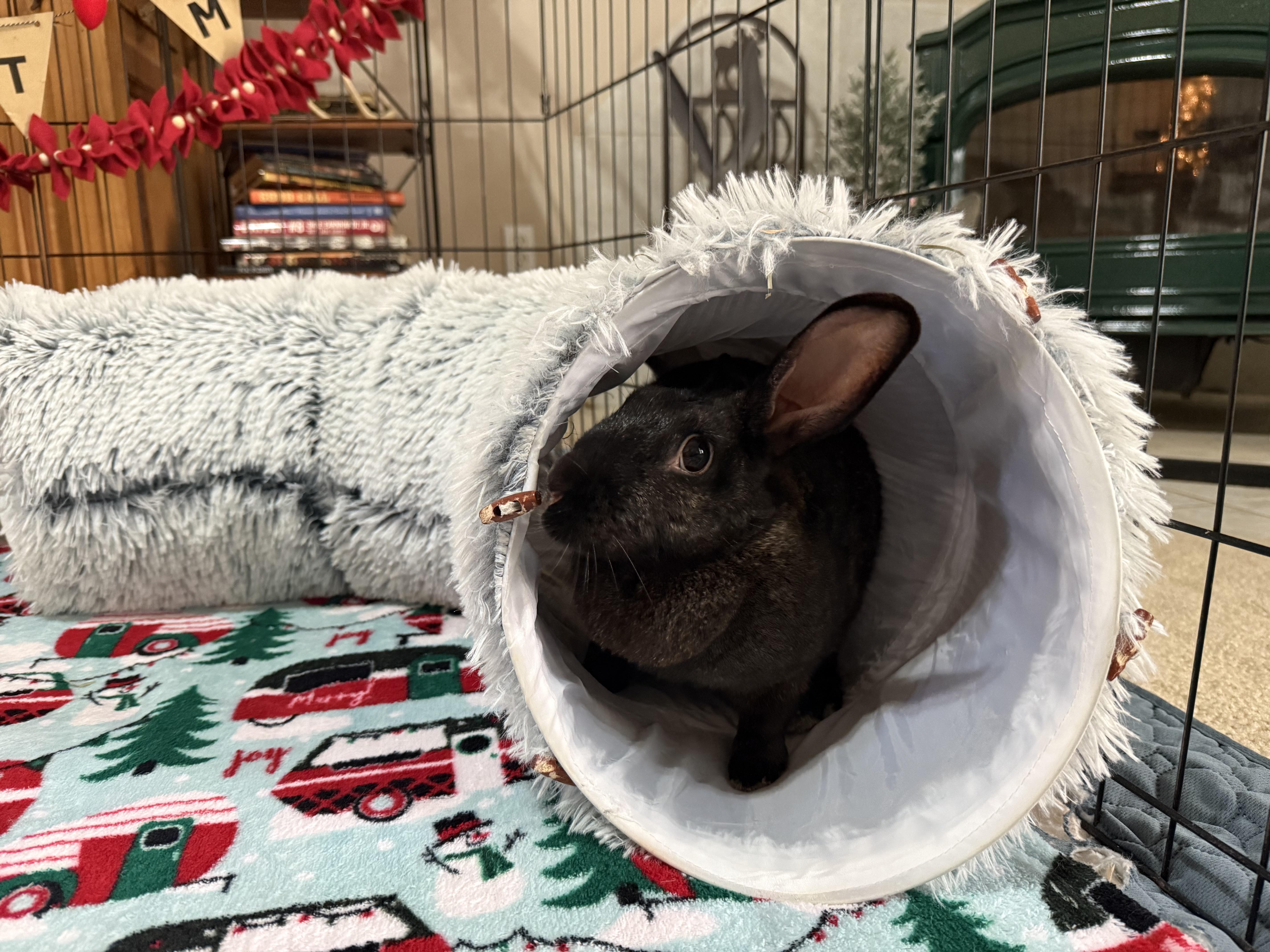 Enlarge Mavis, a ADOPTABLE mixed breed in Little Rock, AR image 2/5