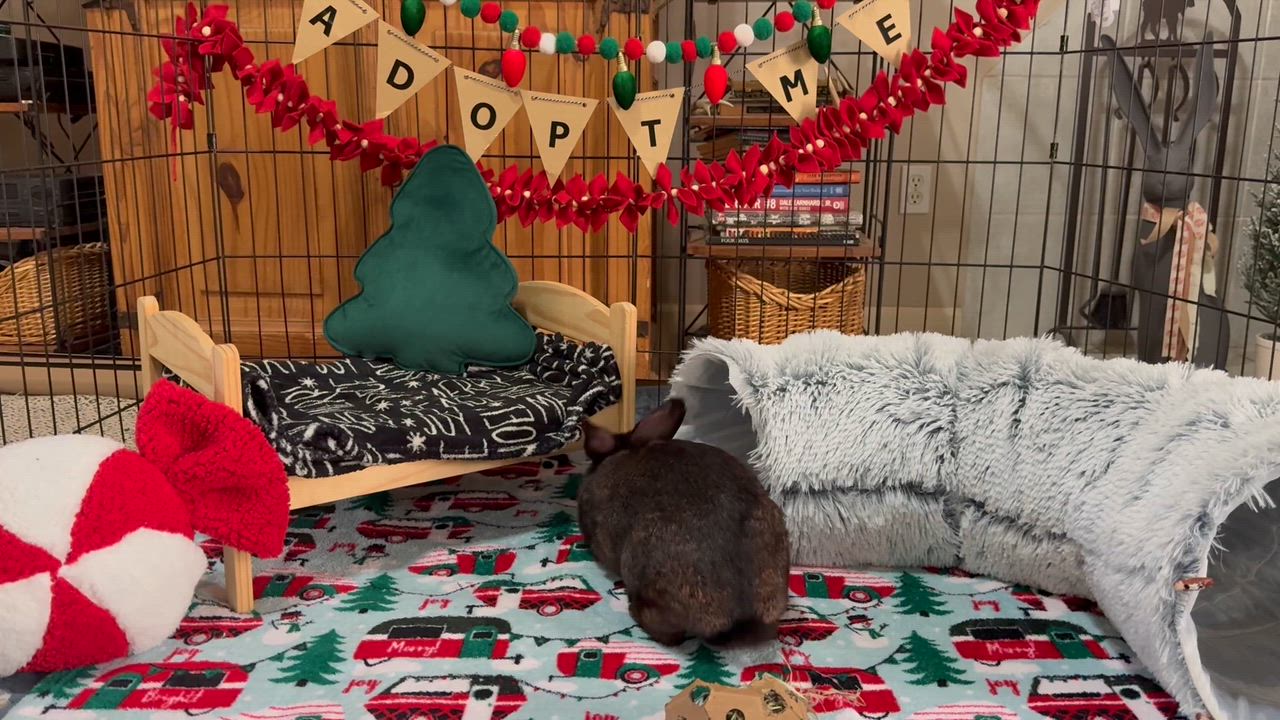 Enlarge Mavis, a ADOPTABLE mixed breed in Little Rock, AR video 3/5