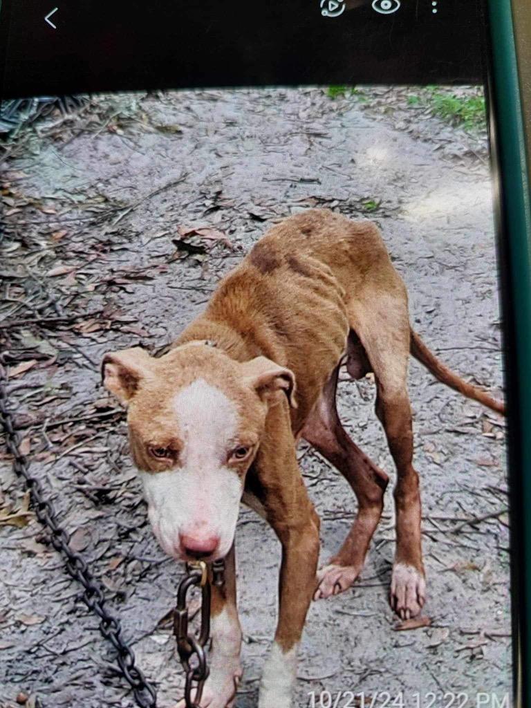 Drako — thumbnail 2