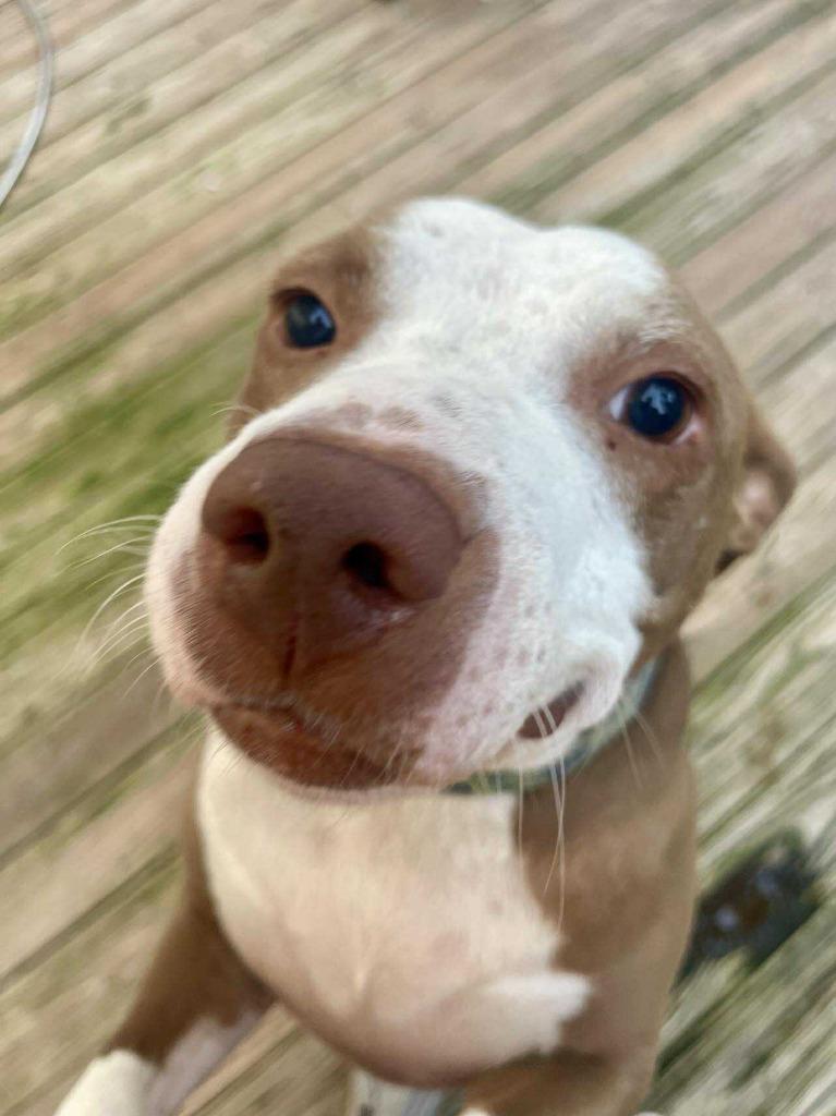 Drako — thumbnail 3