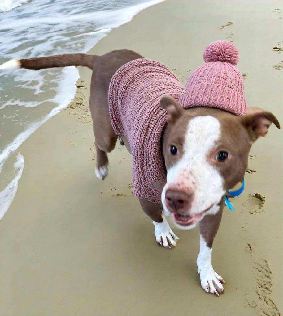 Drako — thumbnail 4