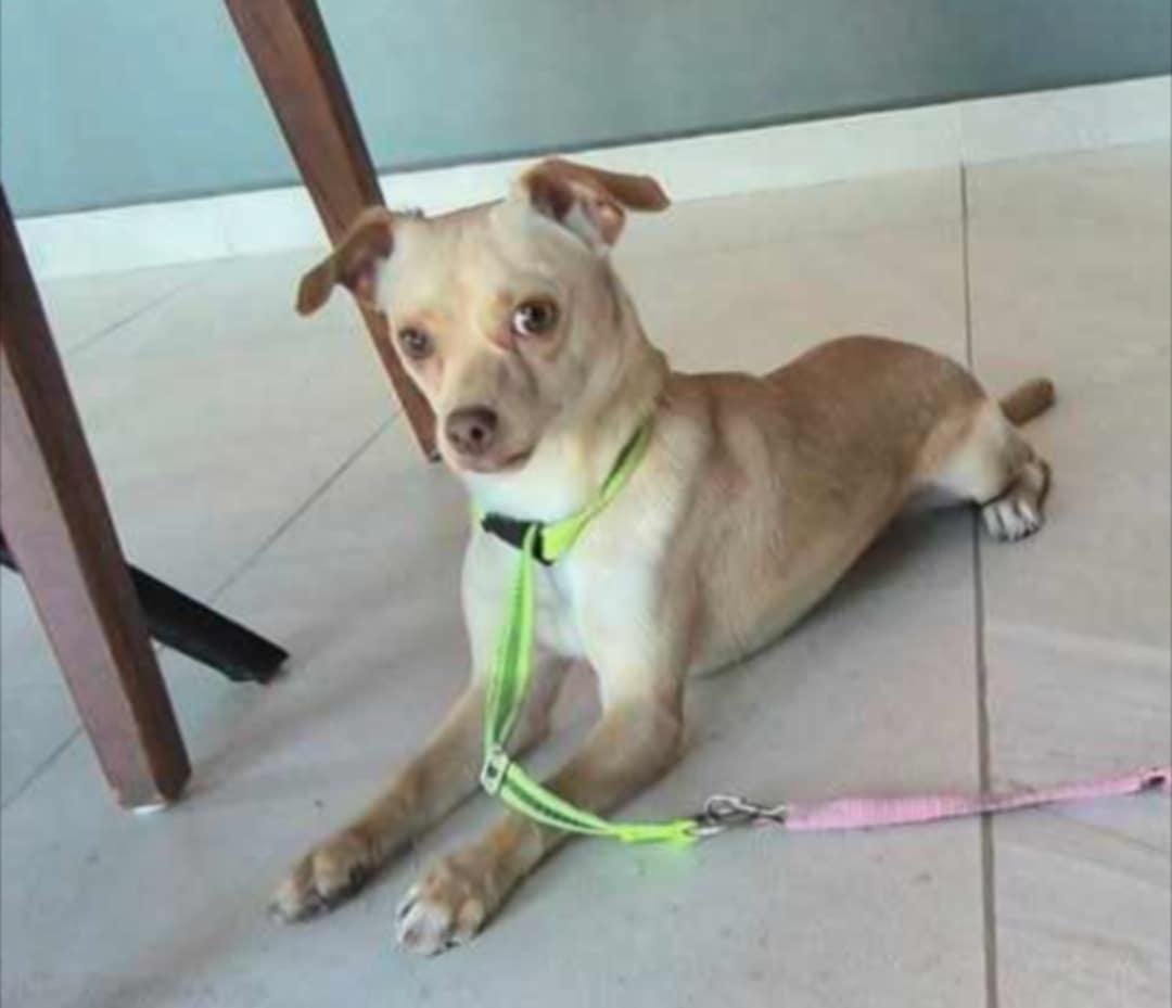 Tommy, an adoptable Chihuahua in EL COLORADO, JAL, 48265 | Photo Image 1