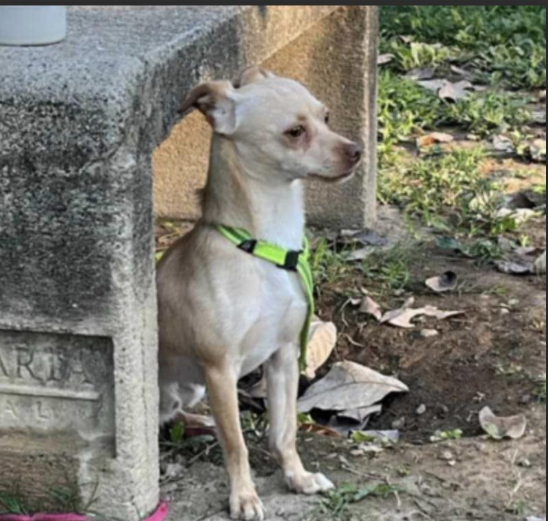 Tommy, an adoptable Chihuahua in EL COLORADO, JAL, 48265 | Photo Image 3