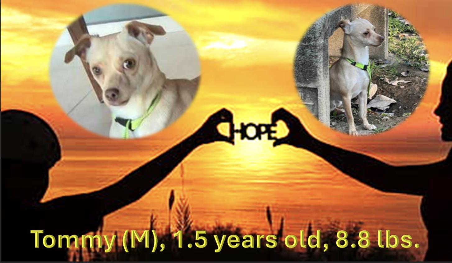 Tommy, a Adoptable Chihuahua in EL COLORADO, JAL image 3/3