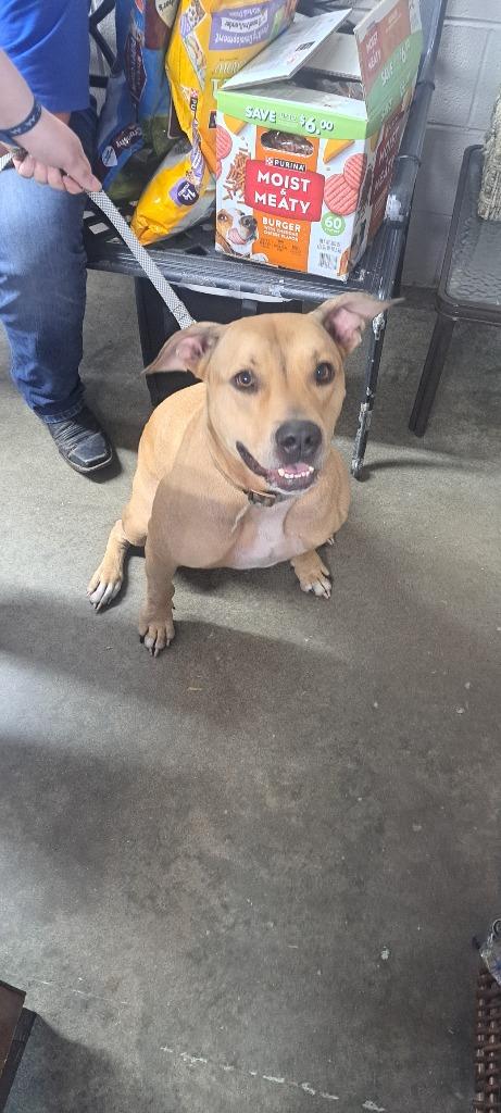 Archie Lucky, Adoptable, Adult Male Pit Bull Terrier.