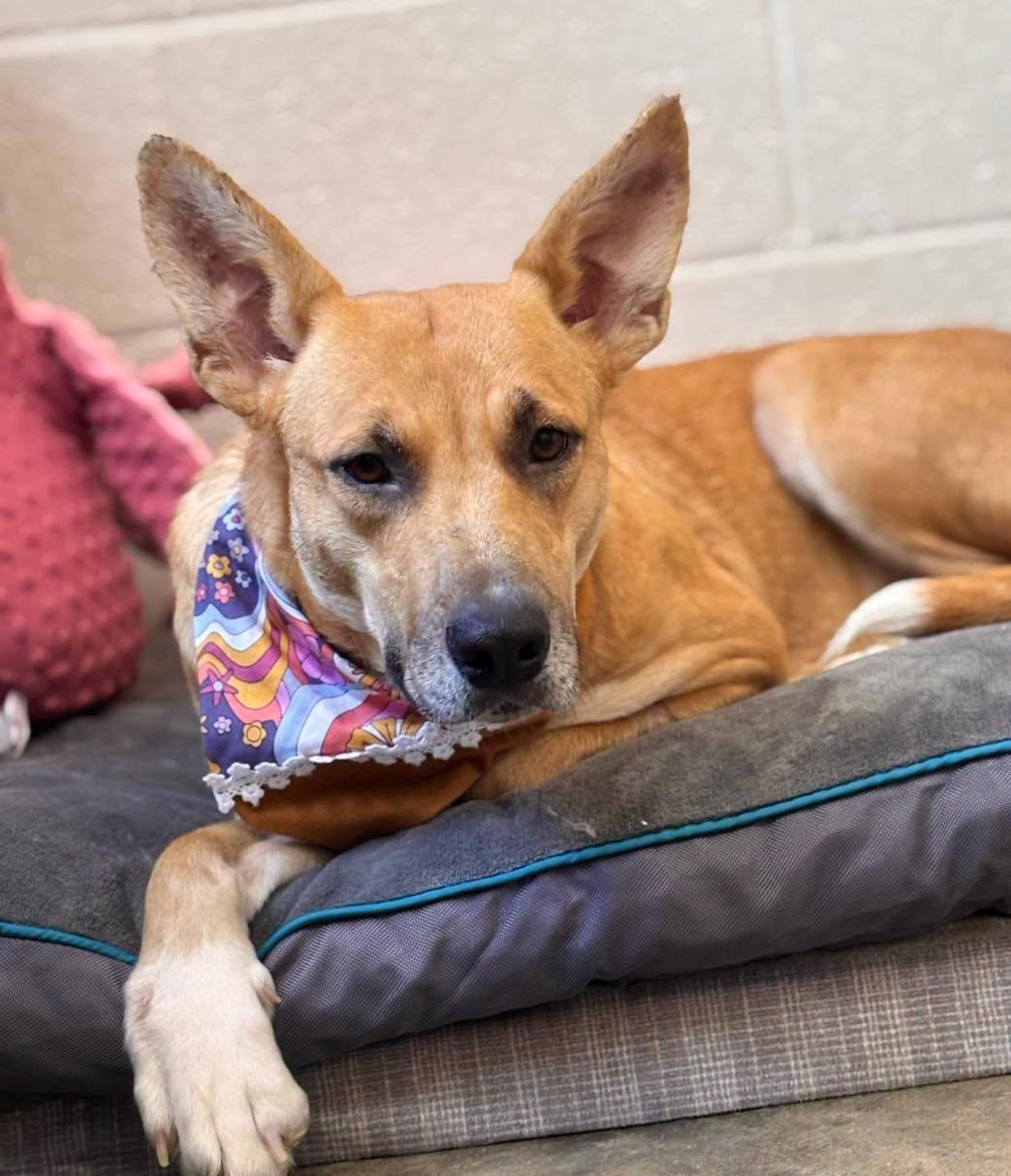 Enlarge Simone, a Adoptable mixed breed in Collierville, TN image 2/3