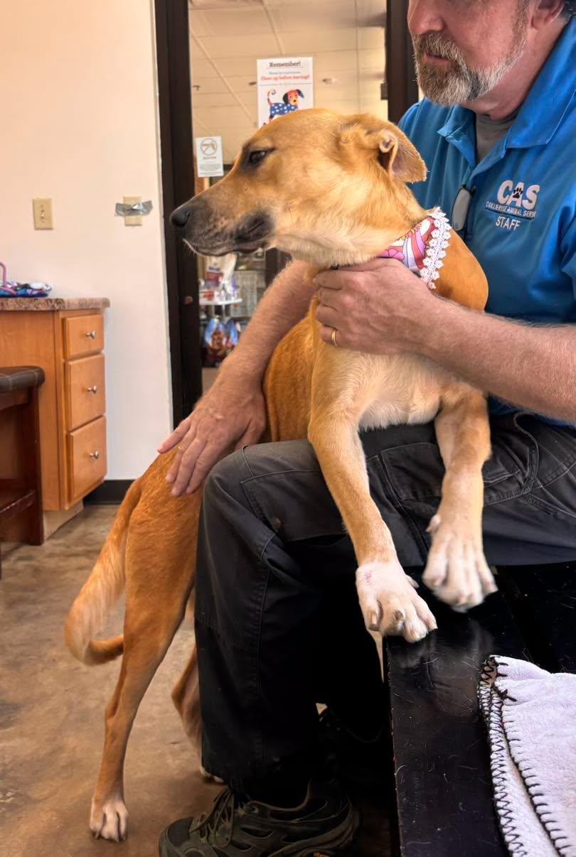 Enlarge Simone, a Adoptable mixed breed in Collierville, TN image 3/3