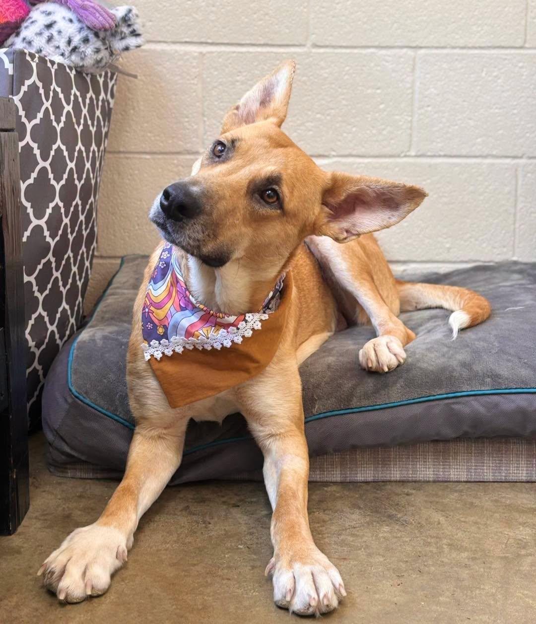 Simone, Adoptable, Adult Female German Shepherd Dog.