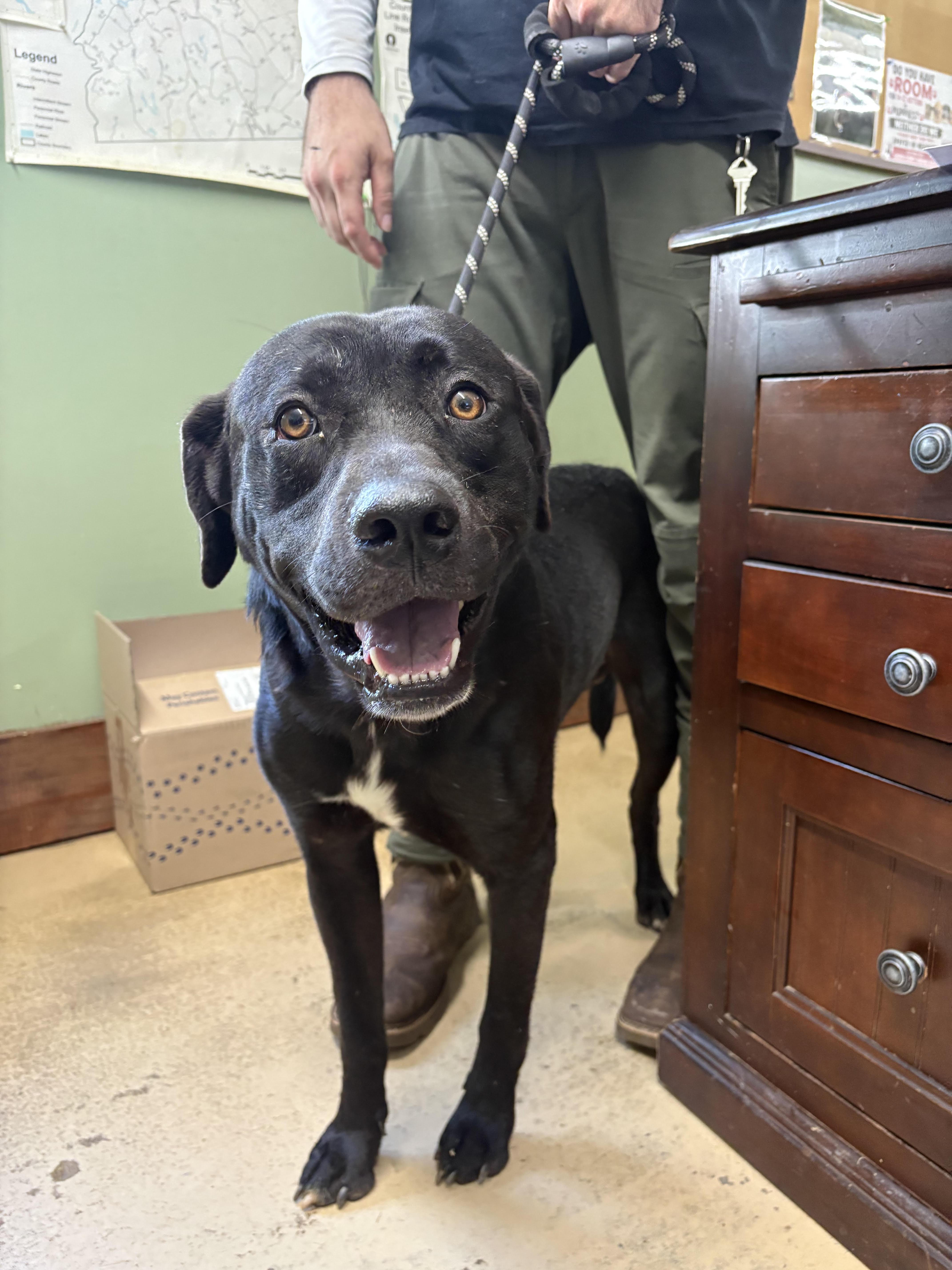 Enlarge Toby, a Adoptable mixed breed in Monticello, GA image 1/1