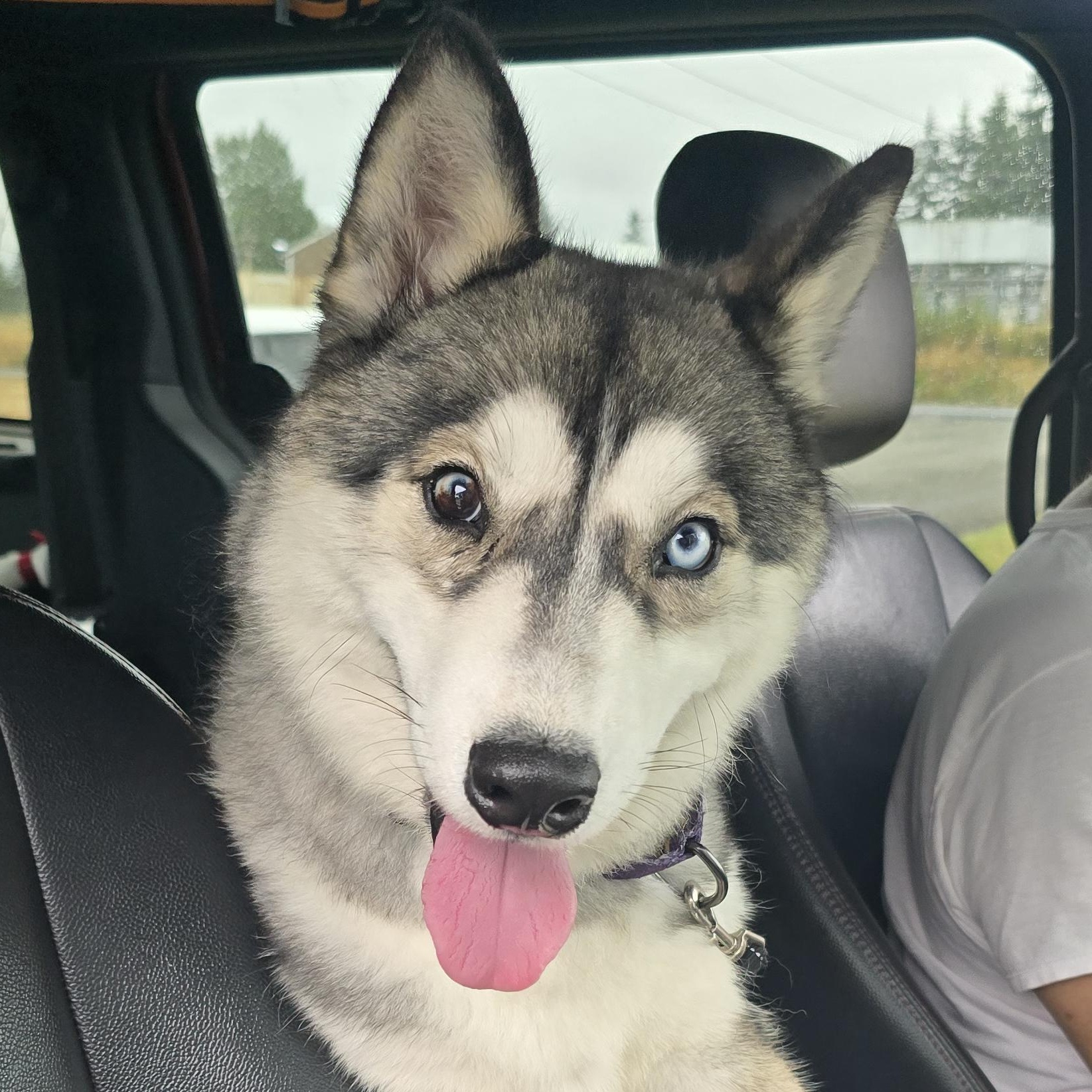 Balto, Adoptable, Adult Male Husky.