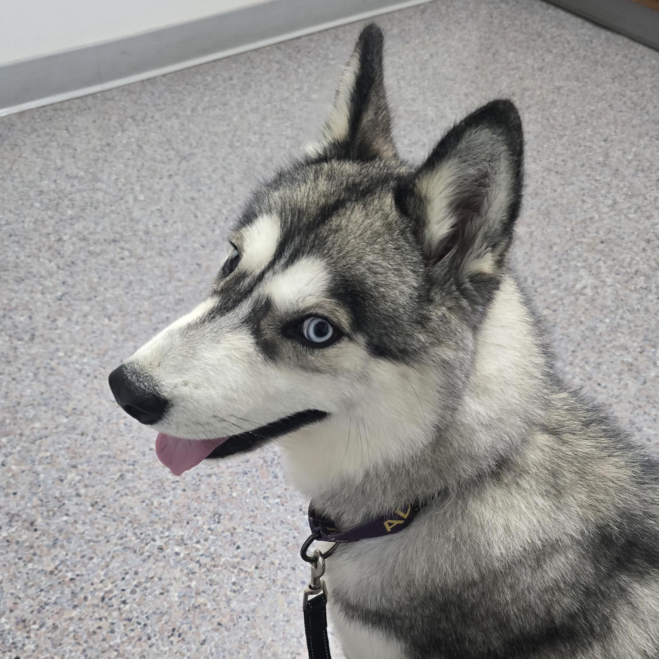 Balto, a Adoptable Husky in Winlock, WA image 2/3
