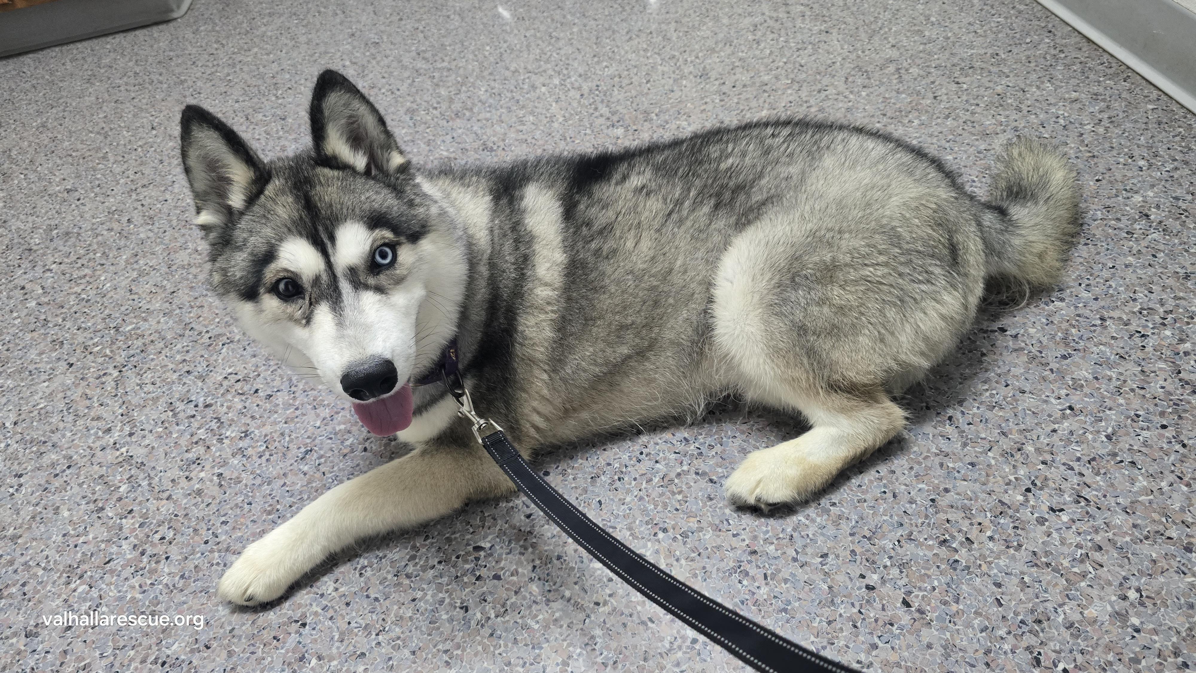 Balto, a Adoptable Husky in Winlock, WA image 3/3