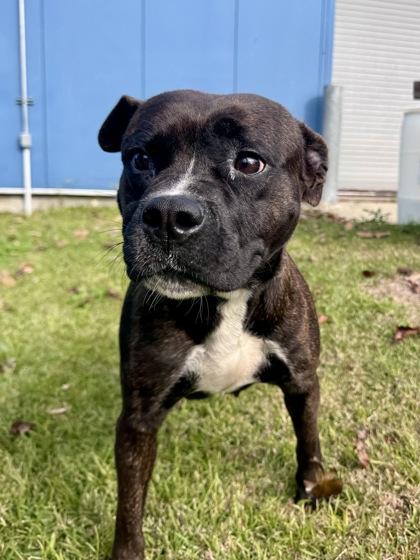 Atsu, Adoptable, Adult Female Boxer & Mixed Breed.