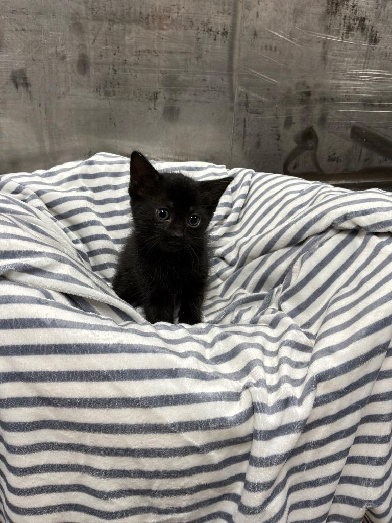 Enlarge Twiggy , an adopted Domestic Short Hair in Mira Loma, CA image 1/1