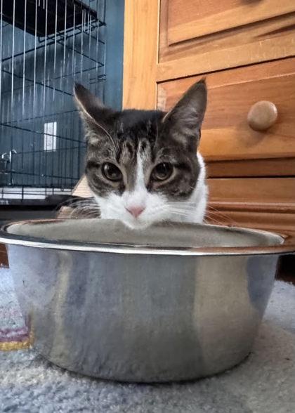 Enlarge Mini Hot Dog, a Adoptable mixed breed in Berwick, PA image 1/2