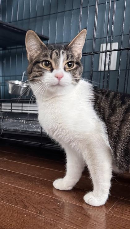 Enlarge Mini Hot Dog, a Adoptable mixed breed in Berwick, PA image 2/2