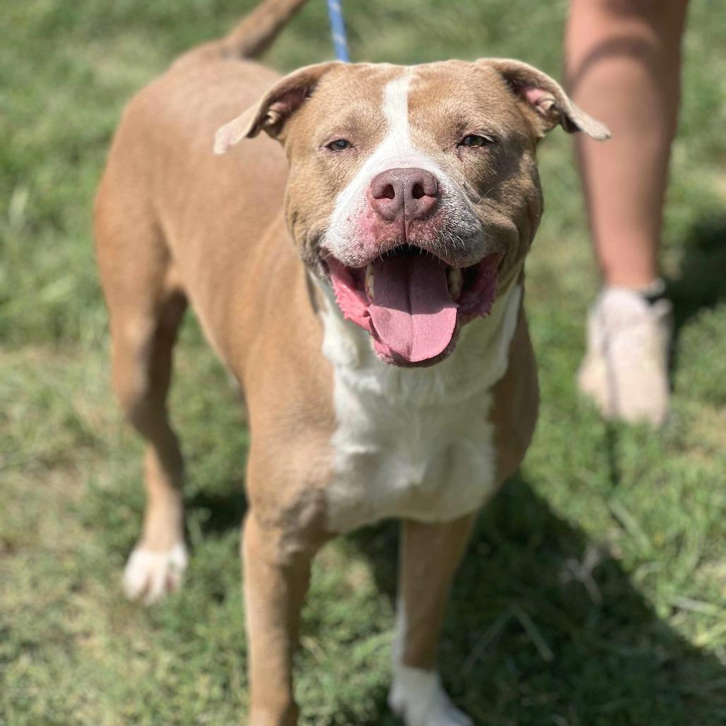 Enlarge Pistachio, a Adoptable Mixed Breed in Huntington, WV image 1/5