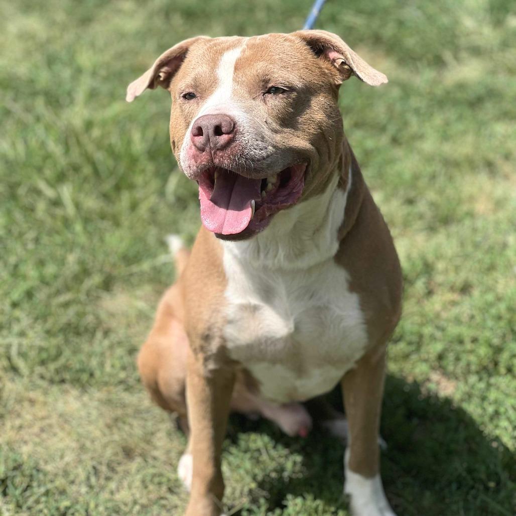 Enlarge Pistachio, a Adoptable Mixed Breed in Huntington, WV image 2/5