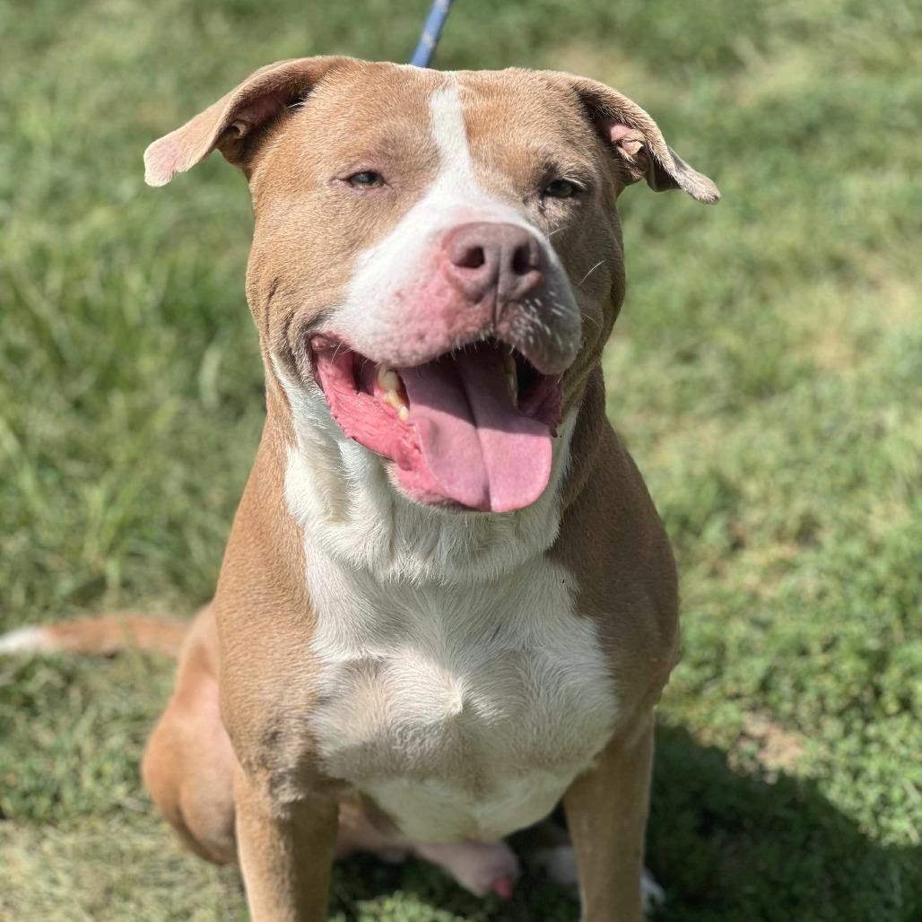 Enlarge Pistachio, a Adoptable Mixed Breed in Huntington, WV image 3/5