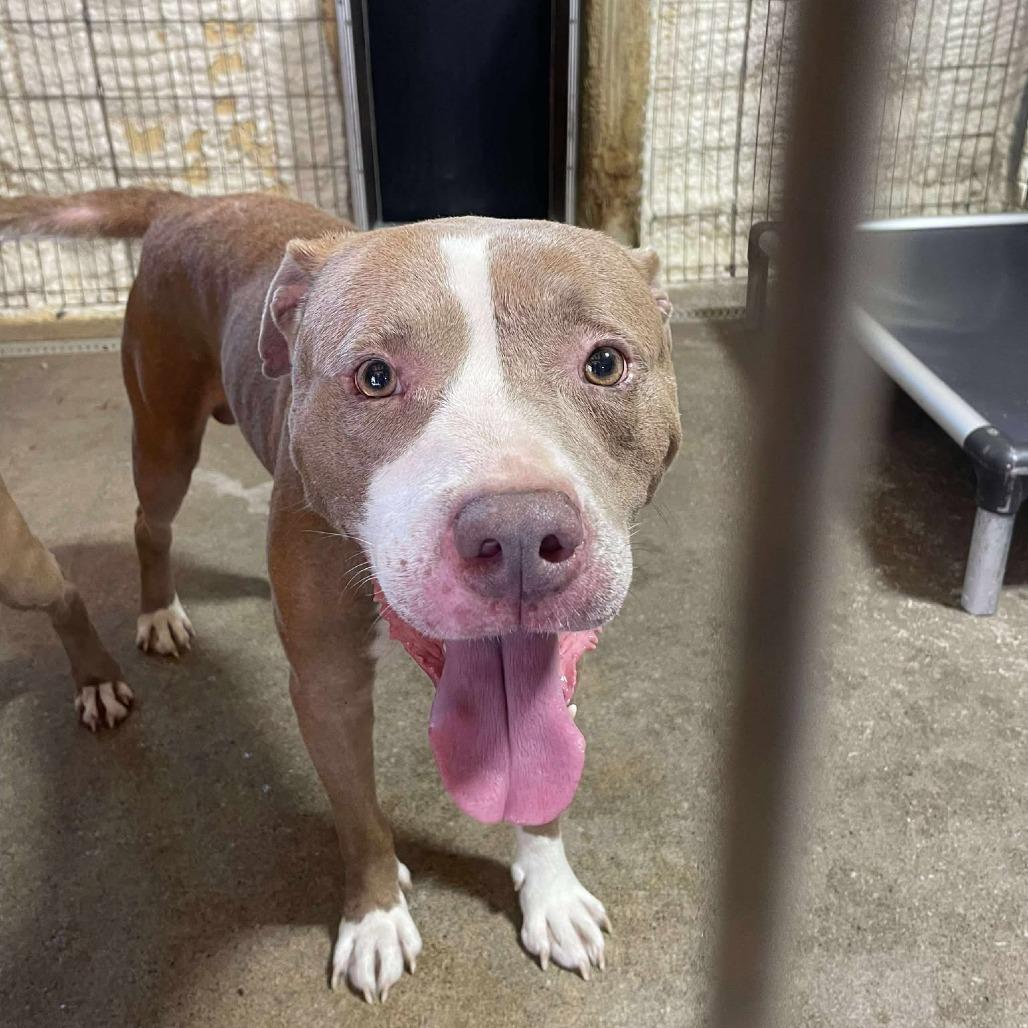 Enlarge Pistachio, a Adoptable Mixed Breed in Huntington, WV image 4/5