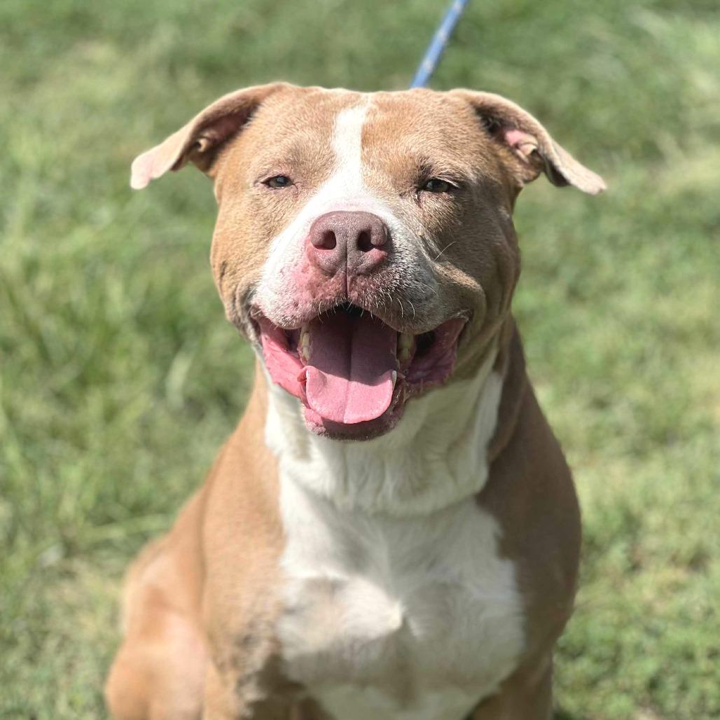 Enlarge Pistachio, a Adoptable Mixed Breed in Huntington, WV image 5/5