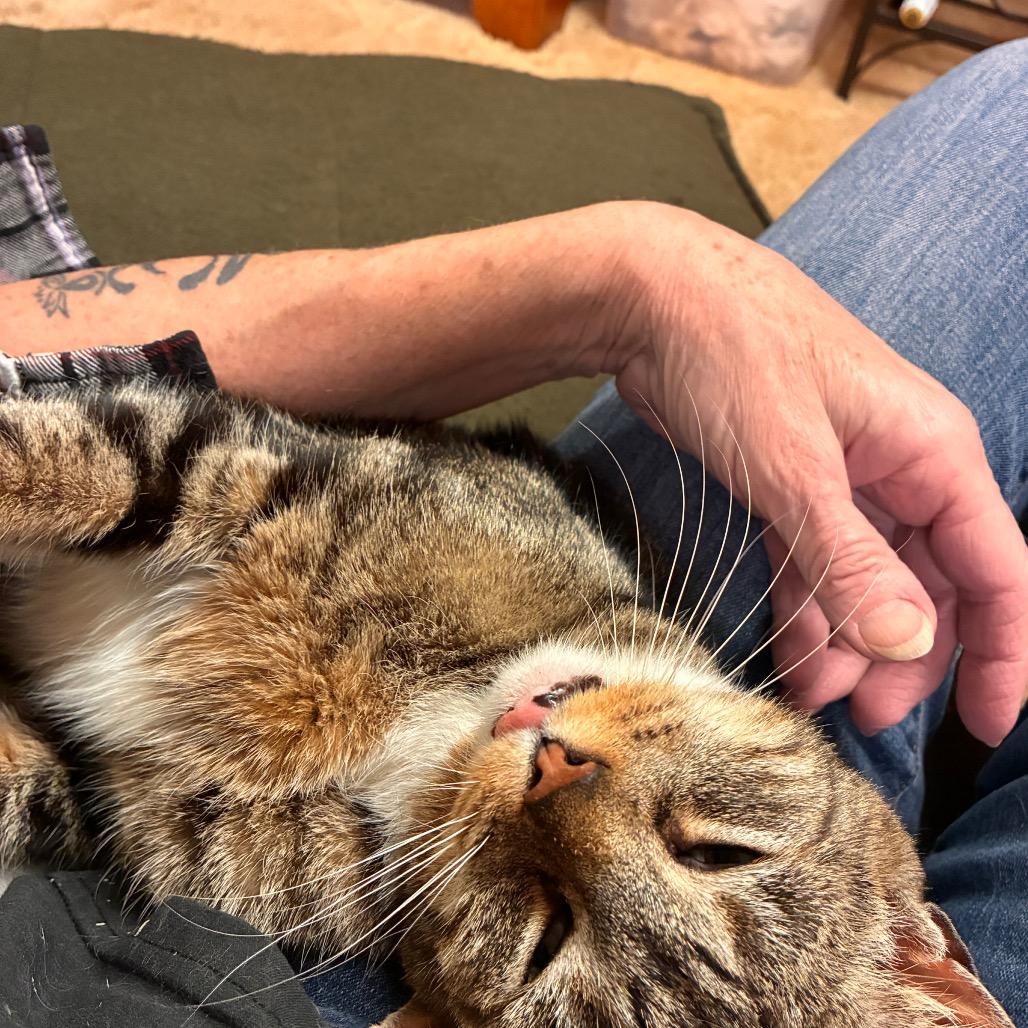 Enlarge Amanda - IN FOSTER, a Adoptable Domestic Short Hair in Birdsboro, PA image 1/6